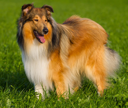 Langhaar Collie