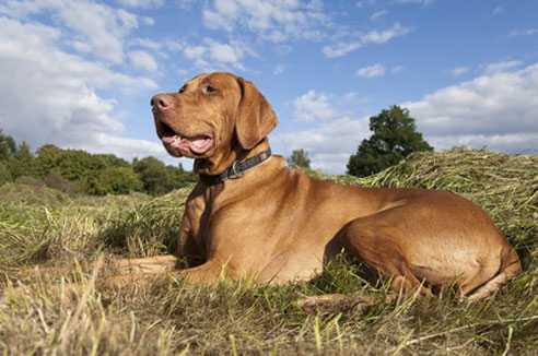 Magyar Vizsla - Charakter - Wesen | Hunde-fan.de