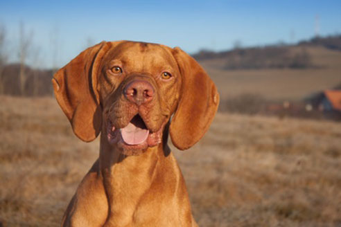 Magyar Vizsla Charakter Wesen - Erziehung - Haltung | Hunde-fan.de