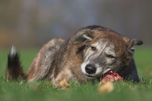 Vergiftetes Hundefutter