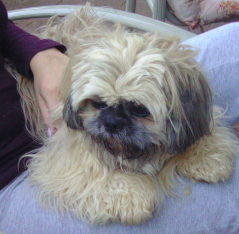Qualzucht Shih Tzu mit Glubschauge