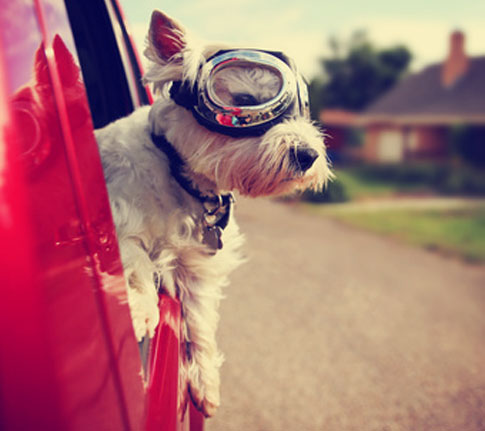 Hund im Auto - ein Erfahrungsbericht