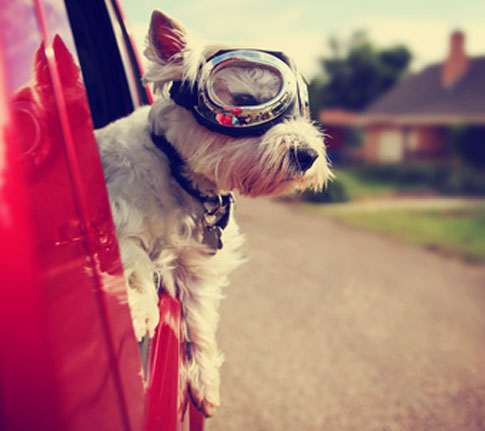 Hunde im Auto sicher transportieren.