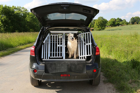 hund-im-auto-transportieren