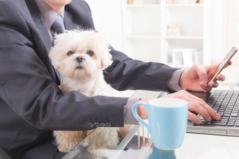 Hund im Büro