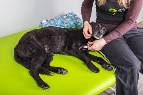 Akupressur und Akupunktur beim Hund