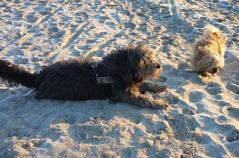 Die Ostsee eignet sich sehr gut als Reiseziel für den Urlaub mit Hund.