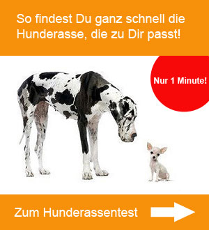 Welcher Hund passt zu mir?