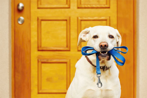 Hunde aus dem Tierheim brauchen viel Liebe.