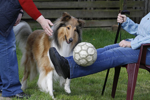 Ein Therapiehund kann alten, kranken und behinderten Menschen helfen.