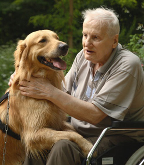 Der Golden Retriever eignet sich besonders gut als Therapiehund.