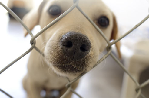 Hunde aus dem Tierheim können eine gute Alternative sein.