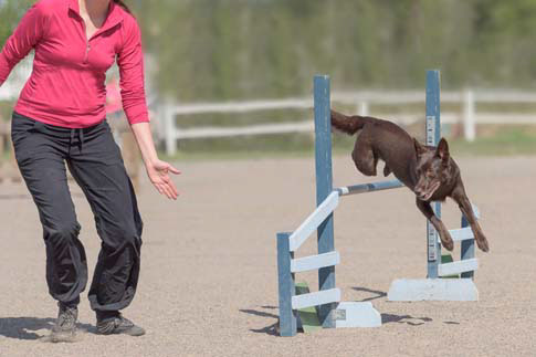 Mit Spaß bei der Sache: Agility-Training fordert Hund und Mensch gemeinsam.
