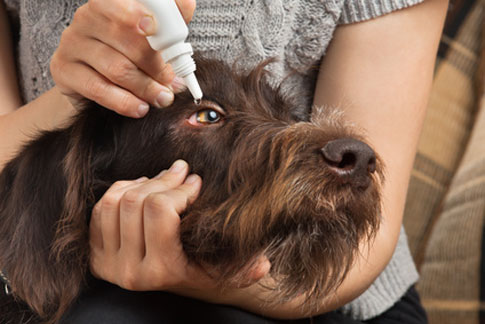 heuschnupfen bei hunden was tun