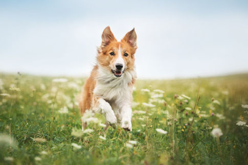 Heuschnupfen Allergien treten beim beim Hund ebenso auf wie beim Menschen. 