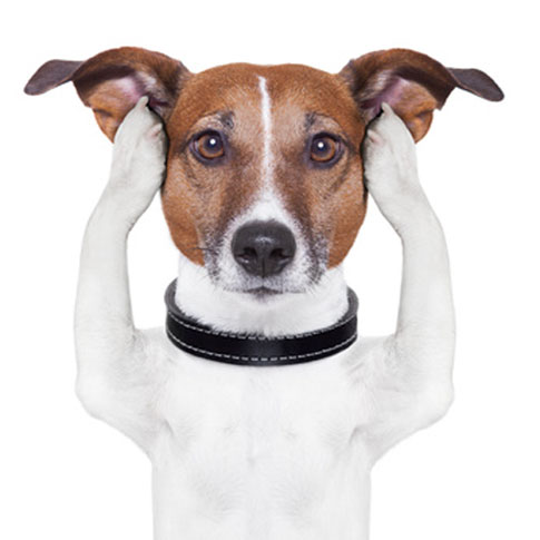 In der tiergestützten Pädagogik ist es zunächst wichtig, den Kindern den richtigen Umgang mit dem Hund beizubringen.