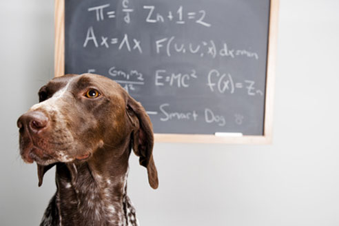 Tiergestützte Pädagogik - mit dem Hund im Klassenzimmer