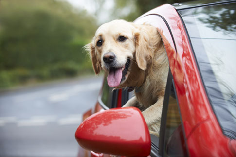 Hundegitter für den sicheren Transport im PKW.