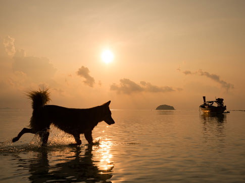 Reisen mit dem Hund