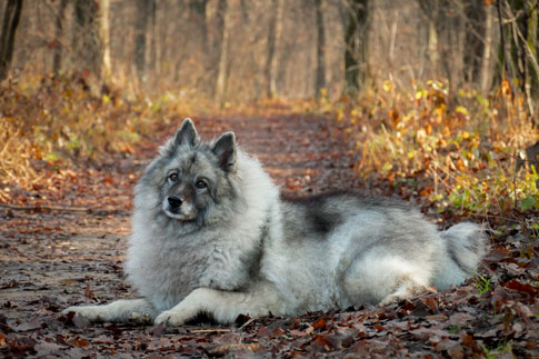 Der Wolfspitz ist der größte unter den Deutschen Spitzen und eine der fünf verschiedenen Varietäten.