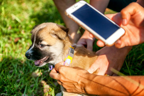 Hundehalsbänder mit GPS-Tracker Funktion und Smartphone APP helfen, entlaufene Hunde wiederzufinden.