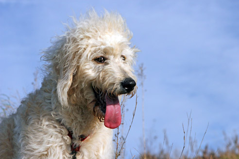Der Labradoodle ist eine Kreuzung aus Labrador und Pudel. Man nennt ihn auch "Desingerhund"