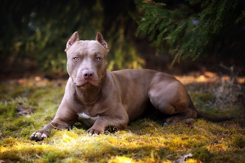 Der American Pit Bull Terrier gilt als Kampfhund. Ursprünglich wurde die Rasse zur Jagd auf Ratten gezüchtet.