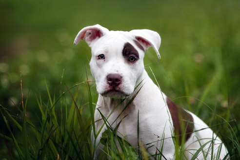 American Pit Bull Terrier