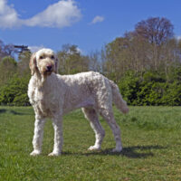 labradoodle-neue-hunderasse