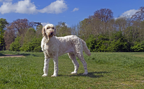 Der Labradoodle hat einen intelligenten und kinderlieben Charakter. Er ist der perfekte Familienhund.