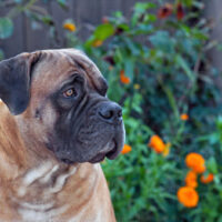 Boerboel-Hunderasse