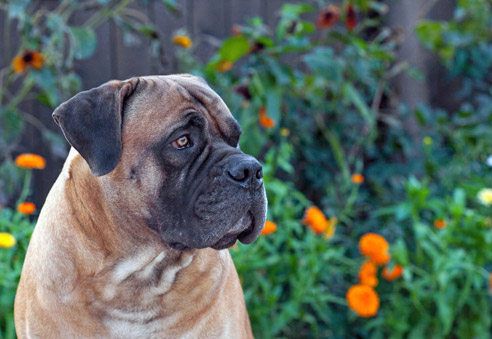 Der Boerboel ist ein kräftiger Bauernhund mit starkem Beschützerinstinkt.