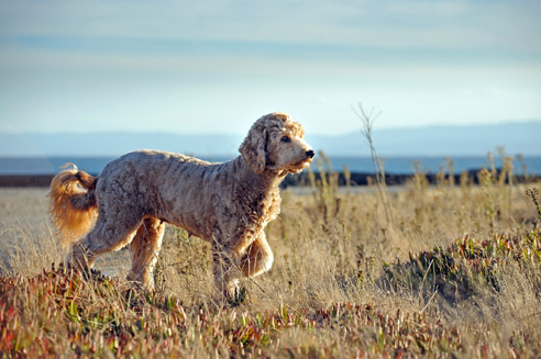 Designerhund-Goldendoodle