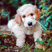 goldendoodle-neue-hunderasse