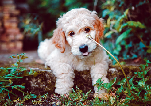 Goldendoodle Rasse Der Goldendoodle ist sehr intelligent, Allergiker freundlich und kinderlieb.