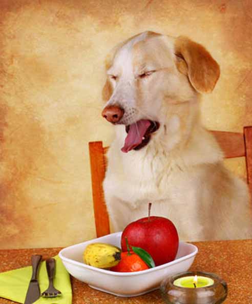 Vegetarisches Hundefutter - Hunde müssen nicht zwingend nur mit Fleisch gefüttert werden.