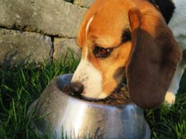 Hundesenioren-brauchen-spezielles-Futter Hundesenioren-brauchen-spezielles-Futter