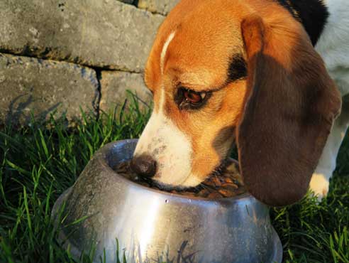 Alte Hunde benötigen ein spezielles Futter.