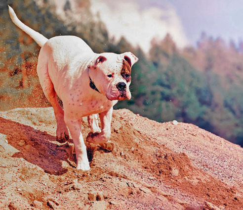 American Bulldogs haben trotz ihres etwas plumpen Aussehens einen lebendigen Charakter und wollen beschäftigt werden. 