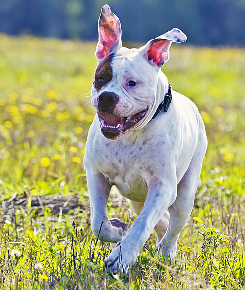 American Bulldogs sind kraftvoll und athletisch und brauchen eine konsequente Erziehung.