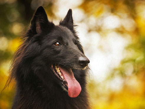Die Varietät Groenendael des belgischen Schäferhundes ist schwarz und langhaarig. Da alle Belgier stark haaren, ist der Pflegeaufwand recht hoch.