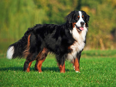 Ist ein Berner Sennenhund von frühauf gut sozialisiert worden, hat er einen sehr gutmütigen aber auch wachsamen Charakter.