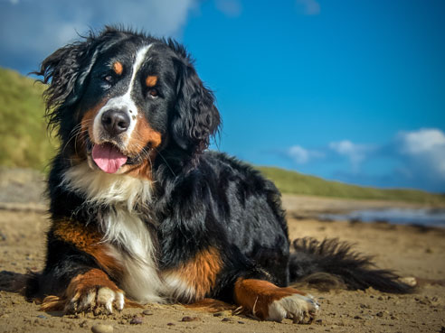 Die Rasse des Berner Sennenhundes ist eine der vier Schweizer Sennenhund Rassen.