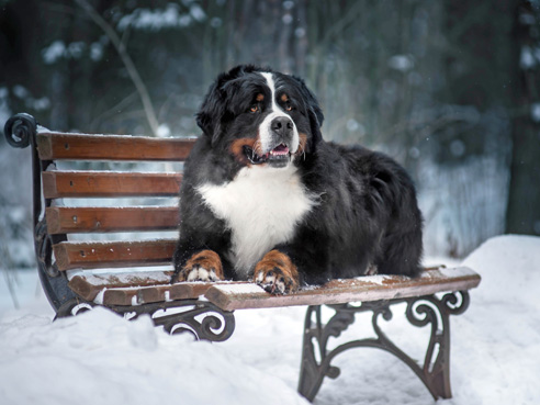 Das Wesen des Berner Sennenhundes ist von großer Wachsamkeit aber auch Kinderliebe geprägt.