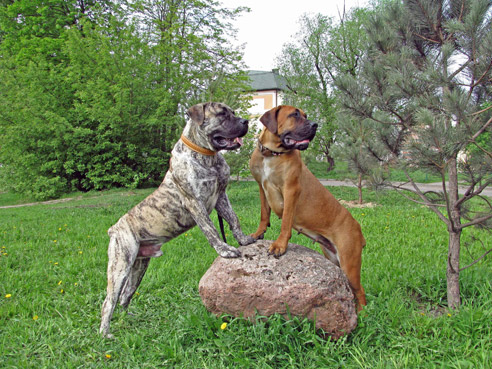 Boerboels haben einen besonders wachsamen Charakter mit einem ausgeprägtem Territorialverhalten.