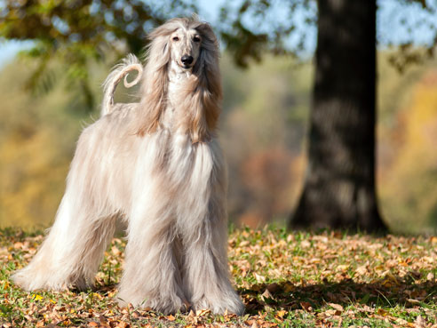 Afghanische Windhunde haben einen Charakter, den man am ehesten mit dem einer Katze vergleichen kann.