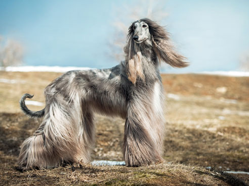 Der Afghanische Windhund hat einen eher ruhigen Charakter, wenn er seinem Temperament gelegentlich beim Coursing freien Lauf lassen kann. Seine Erziehung sollte mit Einfühlungsvermögen und Sensibilität geschehen.