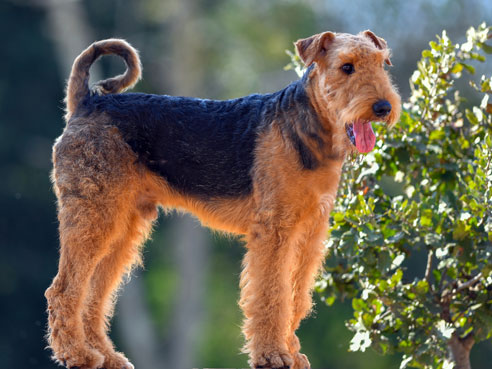 Die meisten Airedale Terrier haben einen verspielten Charakter und sind agil bis ins hohe Alter.