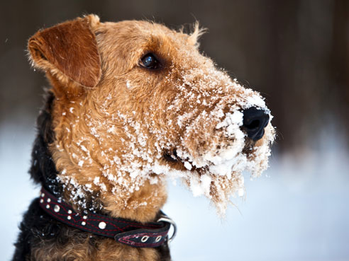 Die Rasse der Airedale Terrier gilt als kinderlieb, wachsam und gelegentlich auch sturköpfig.