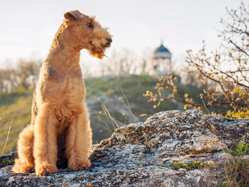 Das Wesen des Airedale Terriers ist geprägt von Kinderliebe, Jagdinstinkt und großem Selbstbewußtsein.
